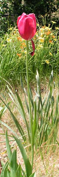 A tulip in Brad's yard